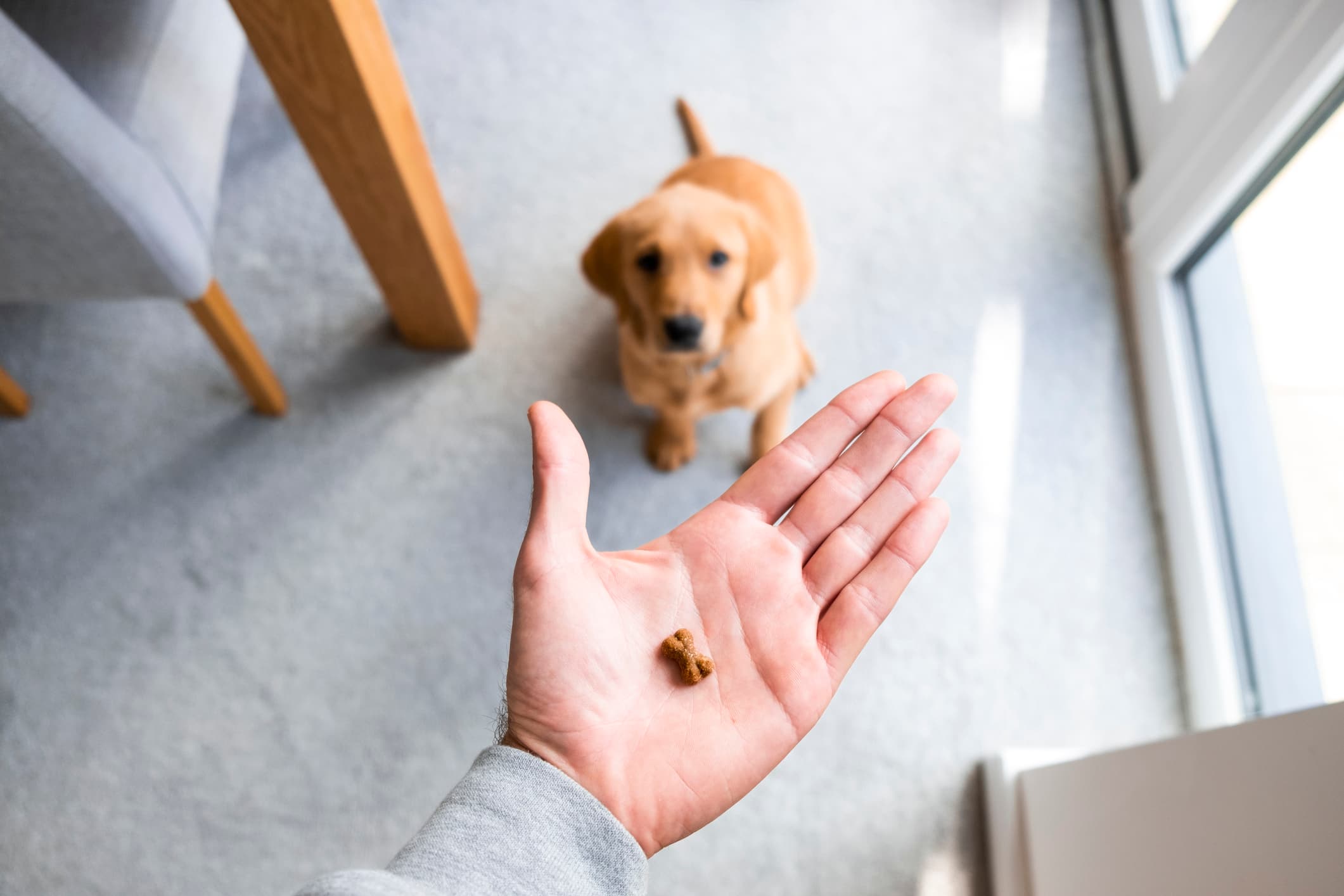 Treat Training: How Rewards Build Better Behavior